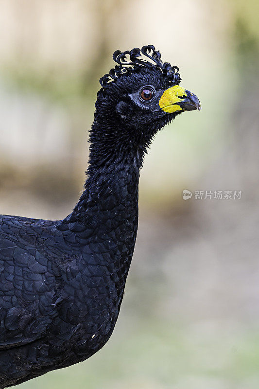 裸脸curassow (Crax fasciolata)是蟋蟀科的一种鸟类。发现于巴西潘塔纳尔地区。男性。